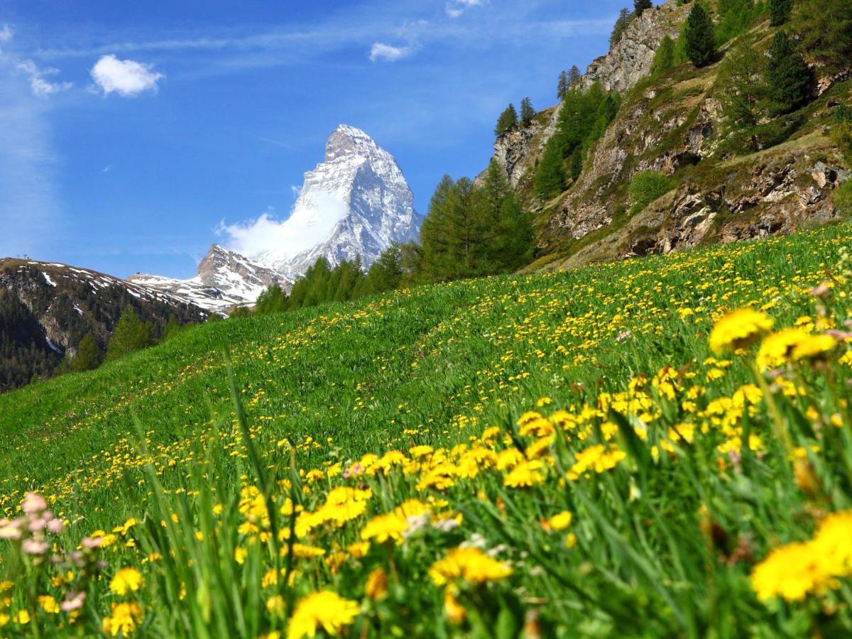 Apartment Dianthus-1 By Interhome Zermatt Eksteriør billede